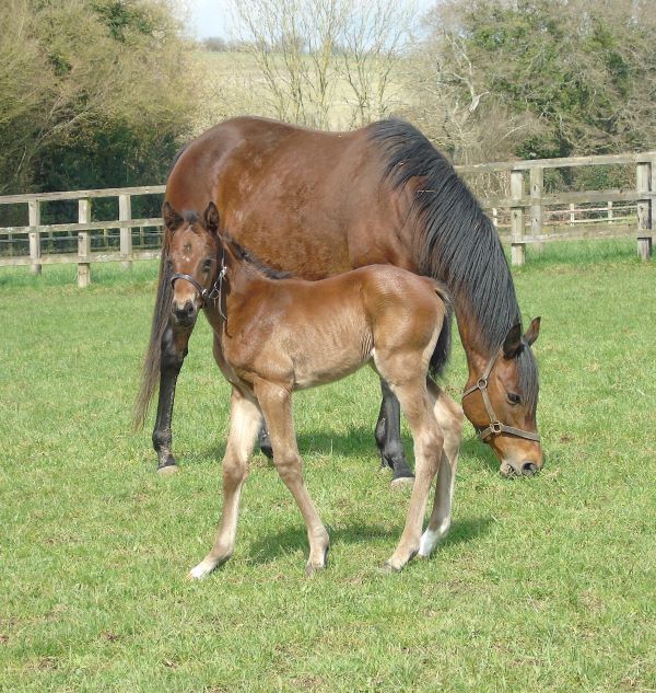 2023 colt by Dark Angel